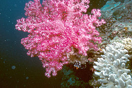Los corales blandos que crecen en la pared vertical.
