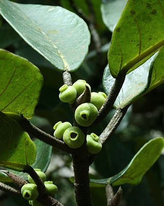 <i>Ficus popenoei</i> Species of fig