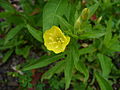 1 Oenothera biennis.jpg