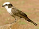 2009-white-crowned-shrike.jpg