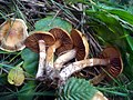 !Cortinarius hinnuleus!