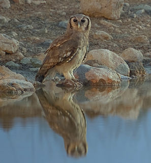 Verreauxs eagle-owl species of bird