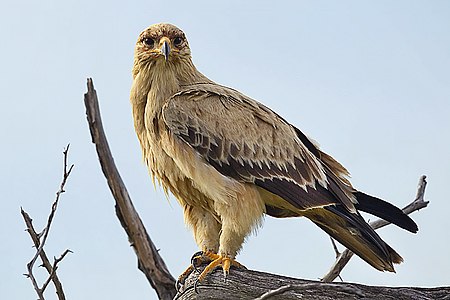 2012-tawny-eagle-0.jpg