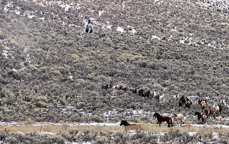 File:20121214 Owyhee Gather 0002 (8274058178) (2).jpg