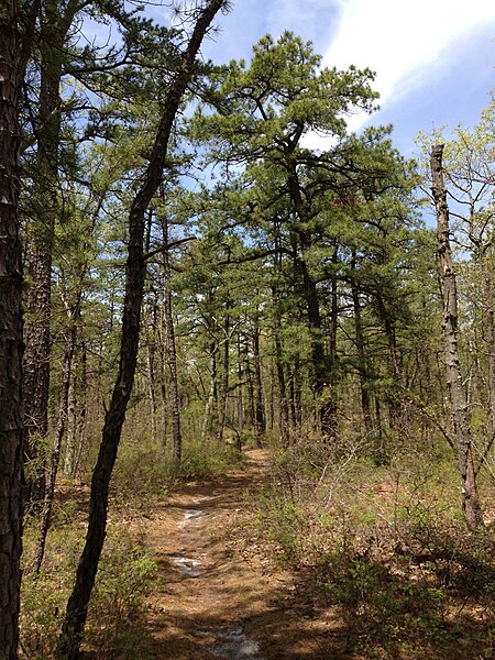 File:2013-05-10 12 22 55 View north along the Mount Misery Trail near the freshly dug fire break in Brendan T. Byrne State Forest.jpg