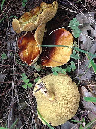 <i>Suillus kunmingensis</i> Species of fungus