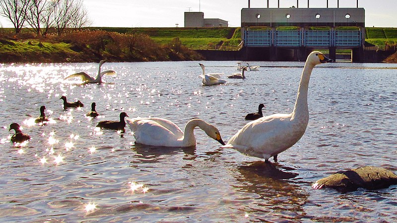 ファイル:2014-12-19 Kawajima swan.jpg