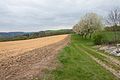 Deutsch: Mit Herbizid behandeltes Feld. English: Field sprayed with herbicide.