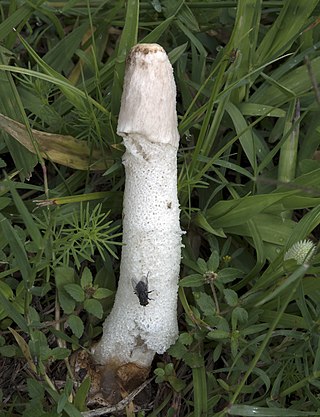 <i>Phallus granulosodenticulatus</i> Species of fungus