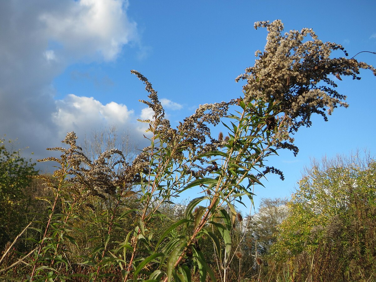 Solidago gigantea