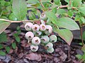 2018-06-18 Unripe Vaccinium myrtillus (blueberry) at Bichlhäusl in Frankenfels