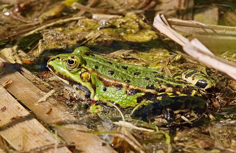 File:2018.05.06.-06-Froschkanzelsee Lorsch--Teichfrosch.jpg