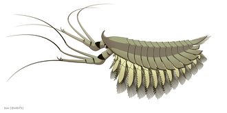Leanchoilia (Megacheira)