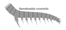 20191221 Radiodonta frontal appendage Ramskoeldia consimilis.png