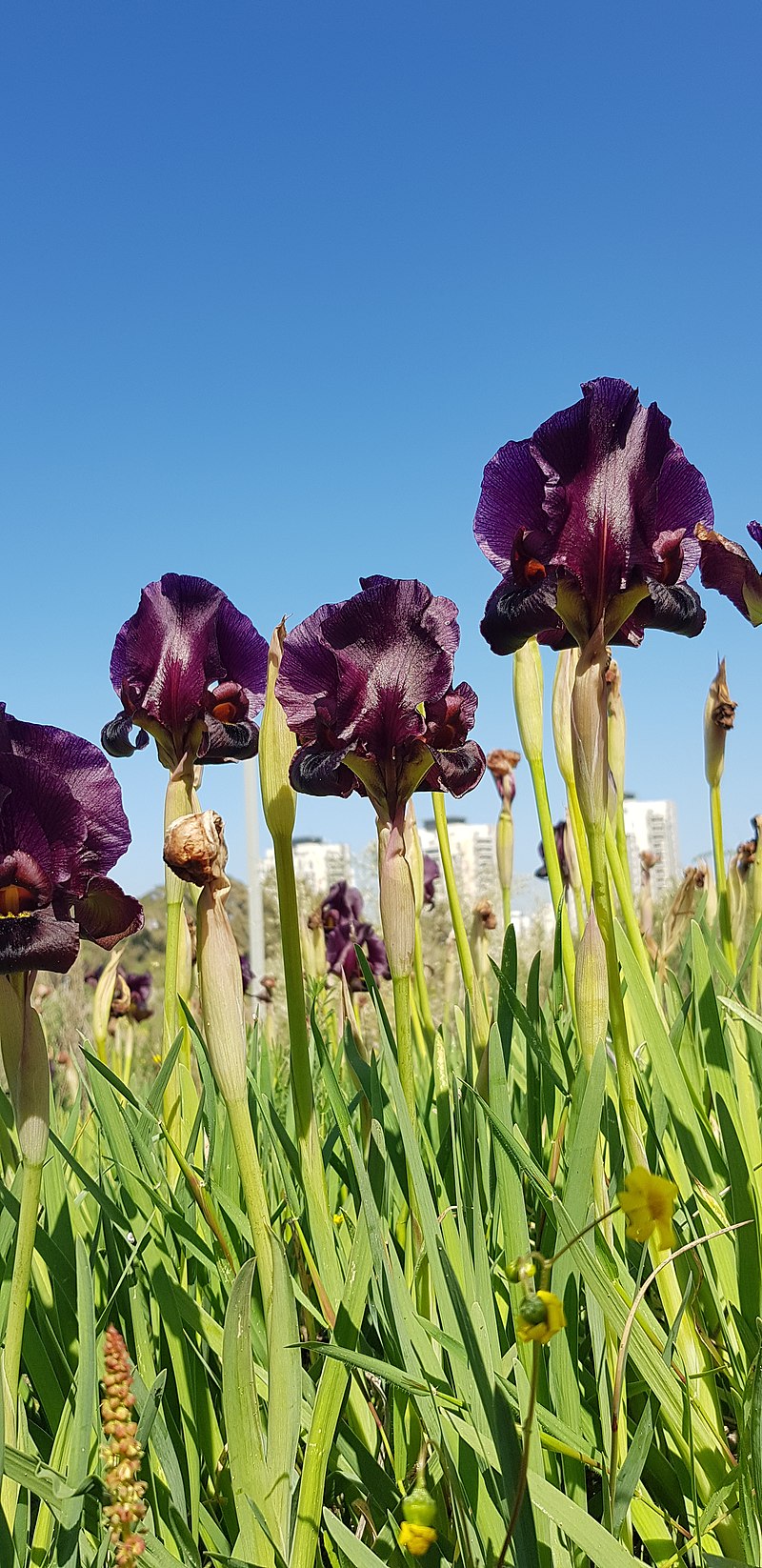 Iris Atropurpurea