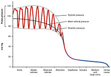 Mean arterial pressure in relation to systolic and diastolic pressure in blood vessels 2109 Systemic Blood Pressure.jpg