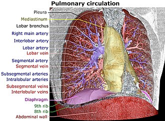 Lung - Wikipedia