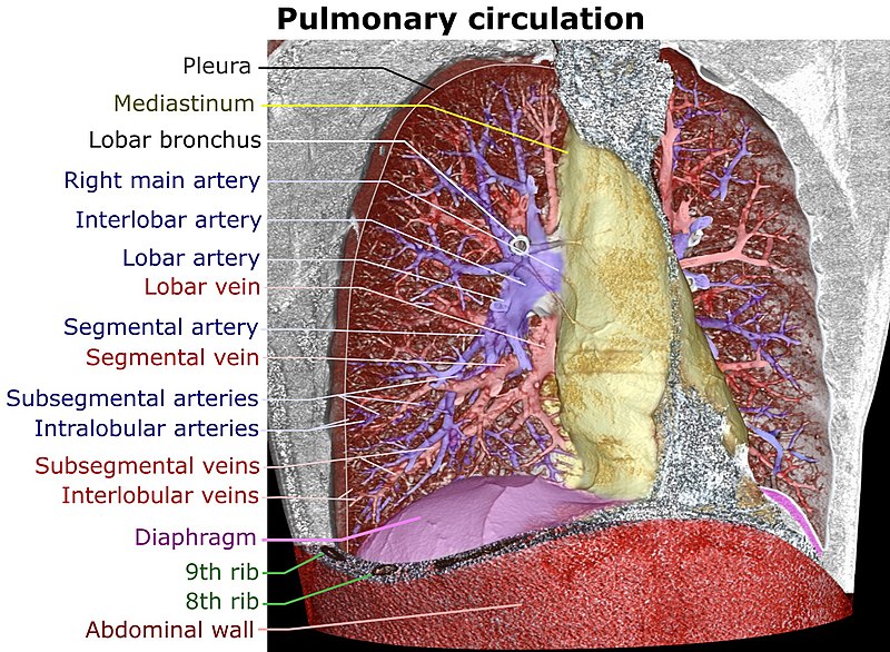 File:3D CT of thorax, annotated.jpg