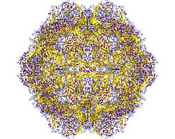 A diagram of the canine parvovirus's capsid, containing 60 monomers of the capsid protein. 4dpv.jpg