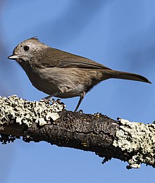 Oak Titmouse, Auburn, California AUB 1269 - Oak Titmouse.jpg