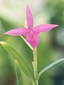 A and B Larsen orchids - Barkeria skinneri 634-4x.jpg
