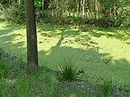 View on a ditch full of duckweed in the peat bog Fochterloerveen; North Netherlands in spring 2012; photo, Fons Heijnsbroek