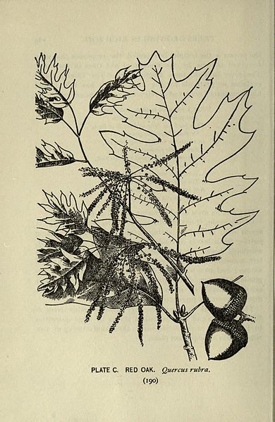 File:A guide to the trees (Page 190) (8435953280).jpg