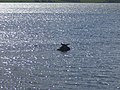 A posing seal - panoramio.jpg