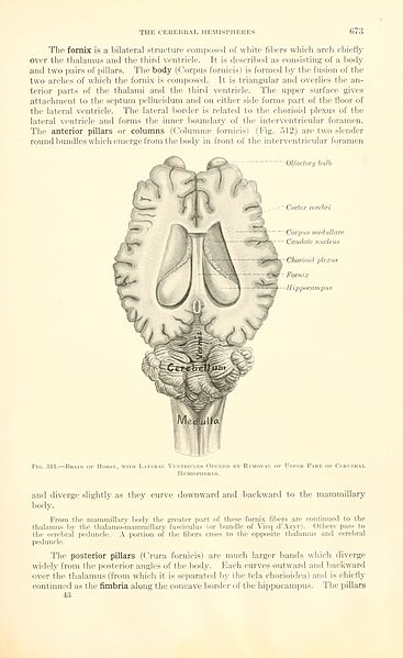 File:A text-book of veterinary anatomy (Page 673) BHL18587797.jpg