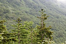 Maries-Tanne (Abies mariesii)