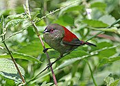 Abisyński Crimsonwing (Cryptospiza salvadorii) (samiec).jpg