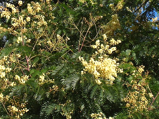 Acacia elata Cedar wattle IMG 7473