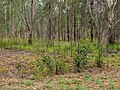 Acacia leiocalyx suckering after fire in open forest understorey, 7th Brigade Park, Chermside, Queensland.