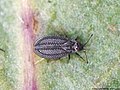 Acalypta gracilis (Fieber, 1844)