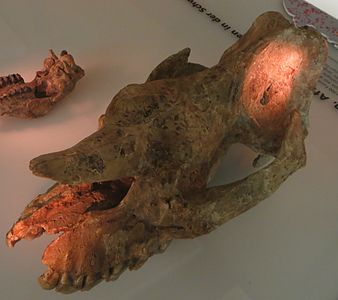 Crani d'Aceratherium incisivum