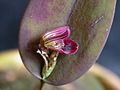 Acianthera panduripetala 03.jpg