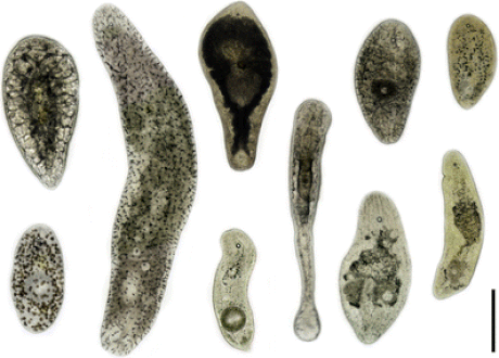 File:Acoela from Indian Ocean.gif