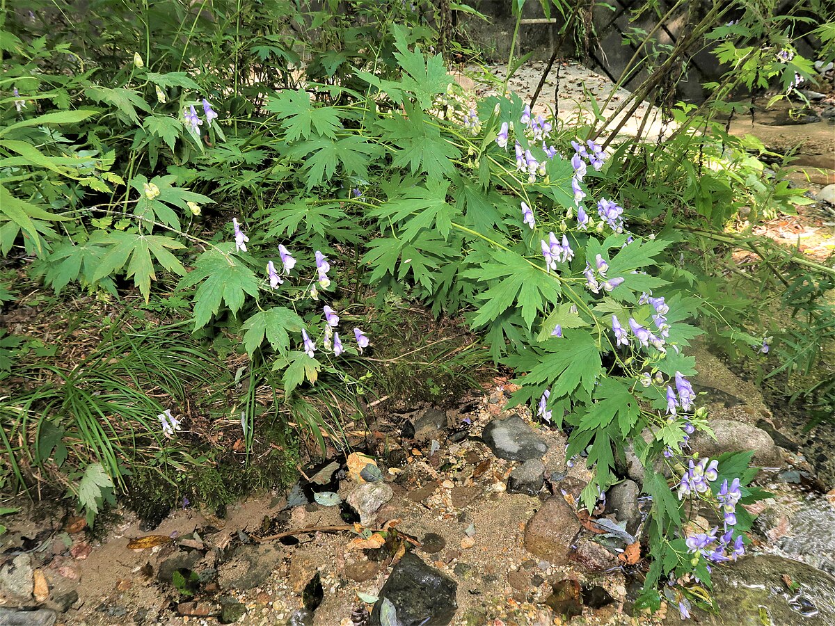 Aconitum para que sirve