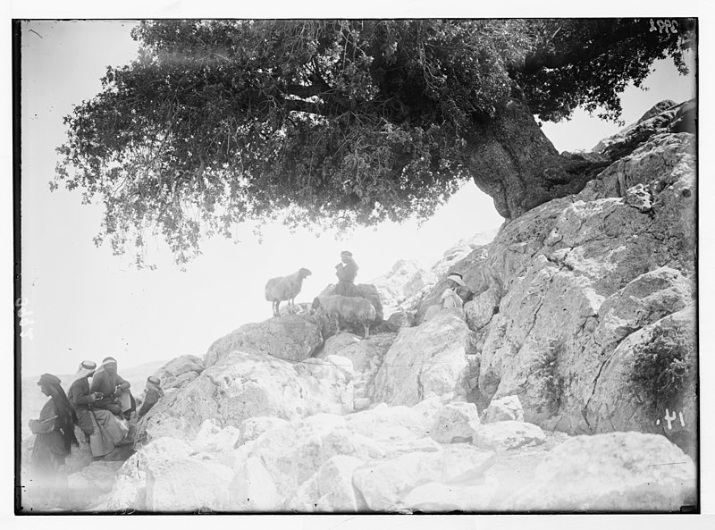 File:Agriculture, etc. Shepherd scenes. Mutual enjoyment of a pastoral tune. Silhouette of shepherd and sheep under a giant oak at Ain Samieh LOC matpc.02979.jpg