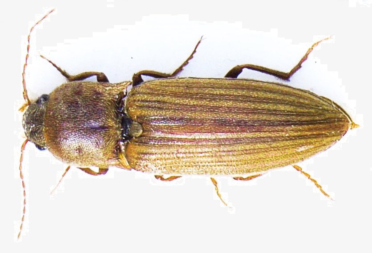 Agriotes lineatus