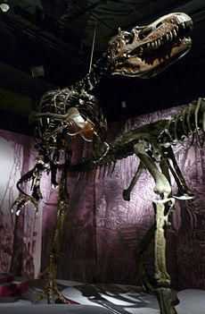 Albertosaurus mount.jpg