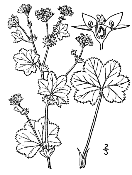 Tập_tin:Alchemilla_monticola_drawing.png