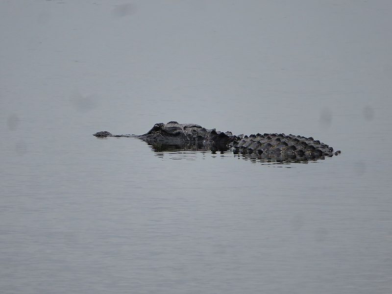 File:Alligator, Nine Mile Pond, Everglades National Park, Florida (51130694009).jpg