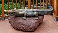 * Nomination Sculpture of an American alligator, Loro Parque, Tenerife --Llez 04:43, 1 August 2018 (UTC) * Promotion  Support Good quality. --Ermell 05:53, 1 August 2018 (UTC)