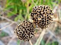 Allium sphaerocephalon, Czosnek główkowaty, 2019-08-09