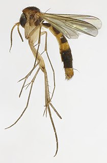 <span class="mw-page-title-main">Exechiini</span> Tribe of flies