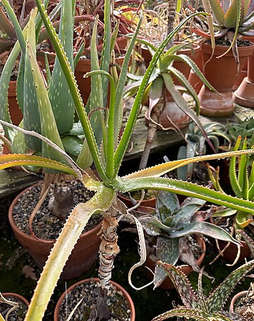 Aloe eximia