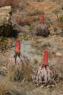 <i>Aloe peglerae</i> Species of small, stemless South African aloe.