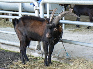 Alpina Comune Breed of goat