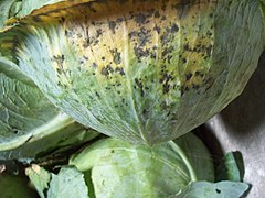 Alternaria brassicae: fotografijŏ